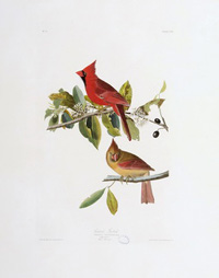 Cardinal Grosbeak 